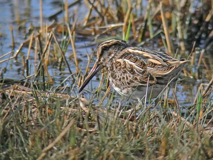 Jack Snipe