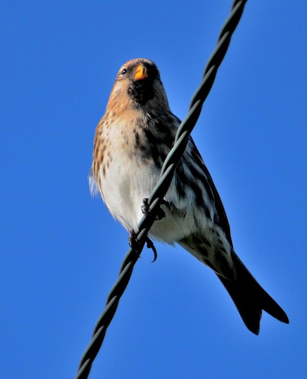 Greenland Redpoll