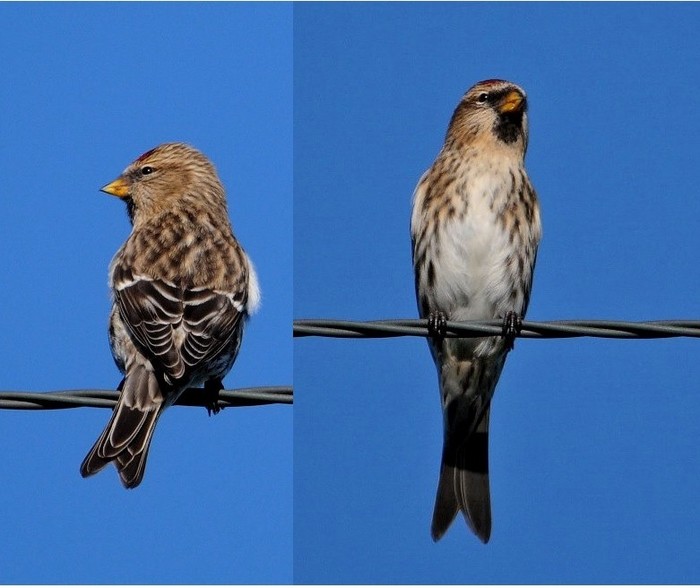 Greenland Redpoll