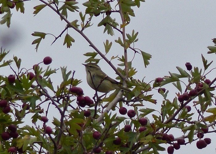 Hume's Yellow-browed Warbler