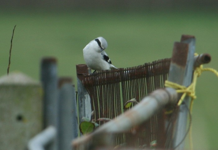 Great Grey Shrike