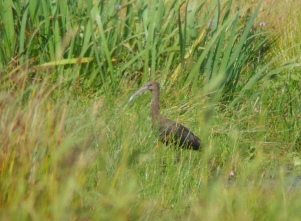 Glossy Ibis