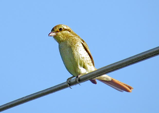 Isabelline Shrike