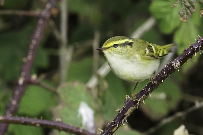 Pallas's Warbler