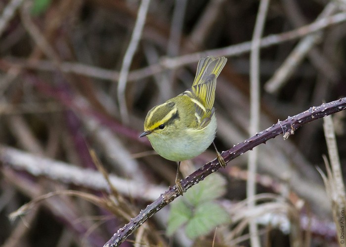 Pallas's Warbler