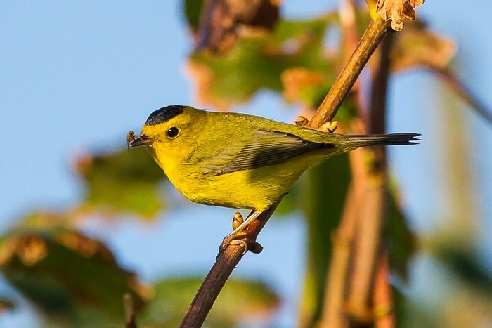 Wilson's Warbler