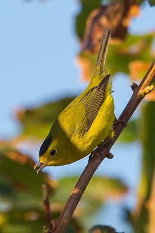 Wilson's Warbler