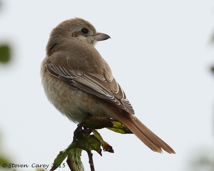 Isabelline Shrike