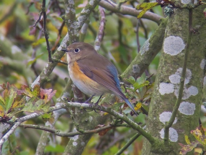 Red-flanked Bluetail
