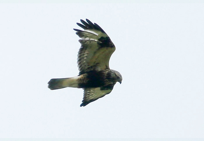 Rough-legged Buzzard