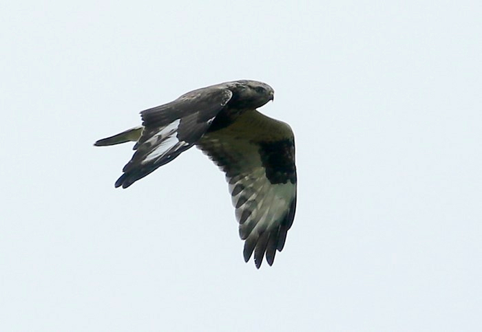 Rough-legged Buzzard