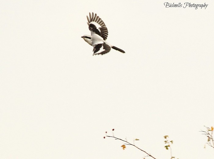 Great Grey Shrike
