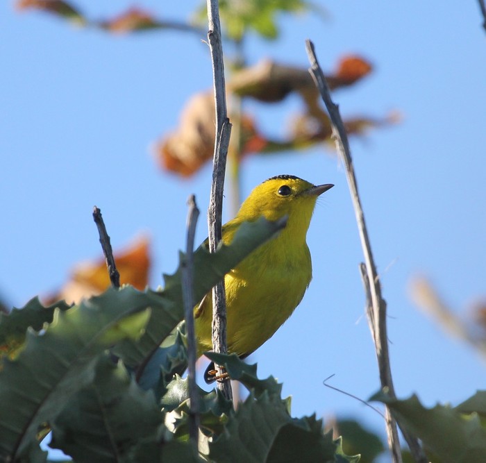 Wilson's Warbler