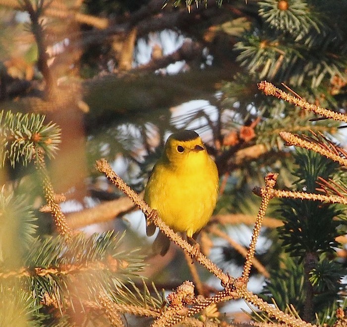 Wilson's Warbler