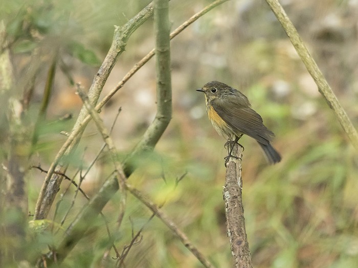 Red-flanked Bluetail