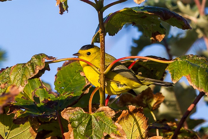 Wilson's Warbler