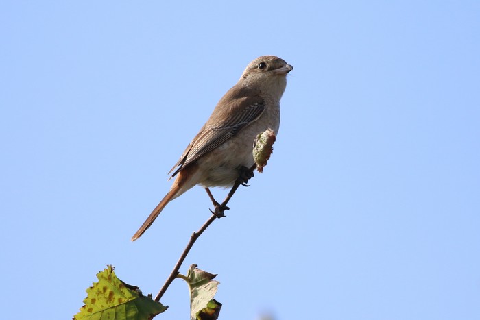 Isabelline Shrike