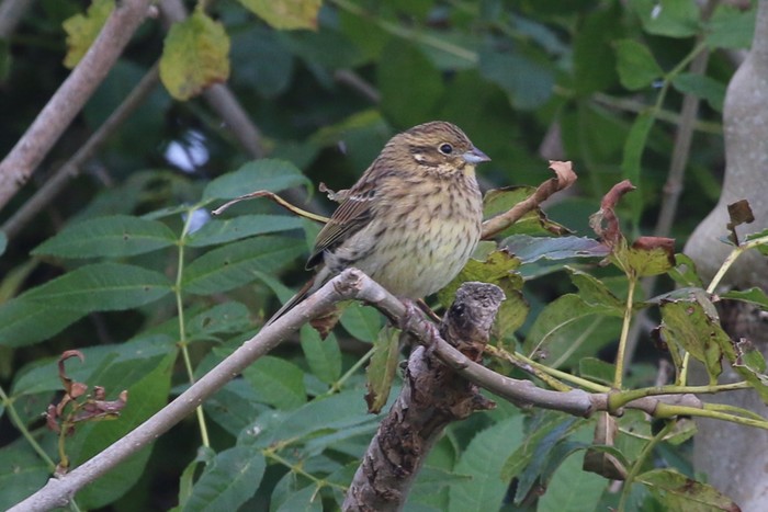 Cirl Bunting