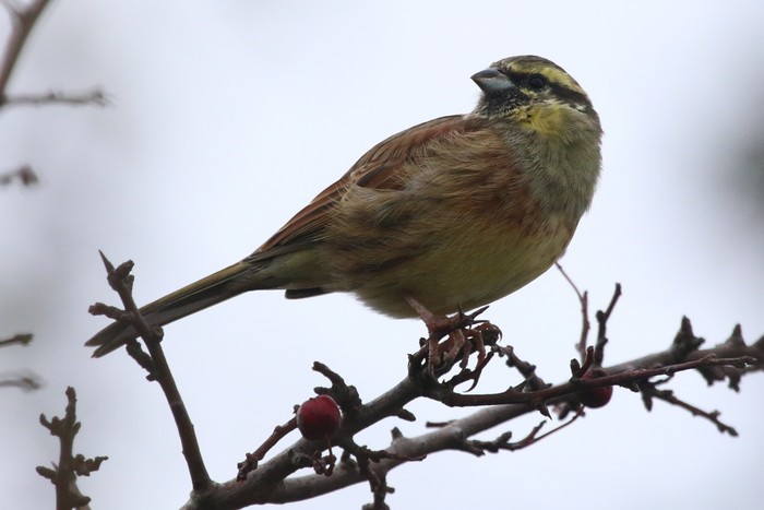 Cirl Bunting