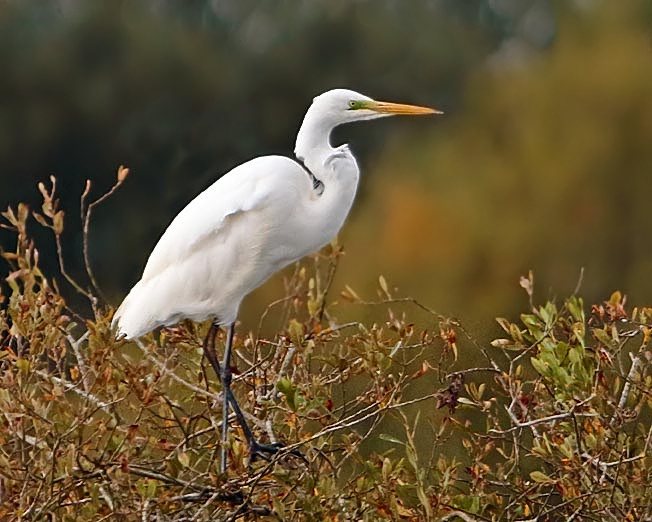 Great White Egret