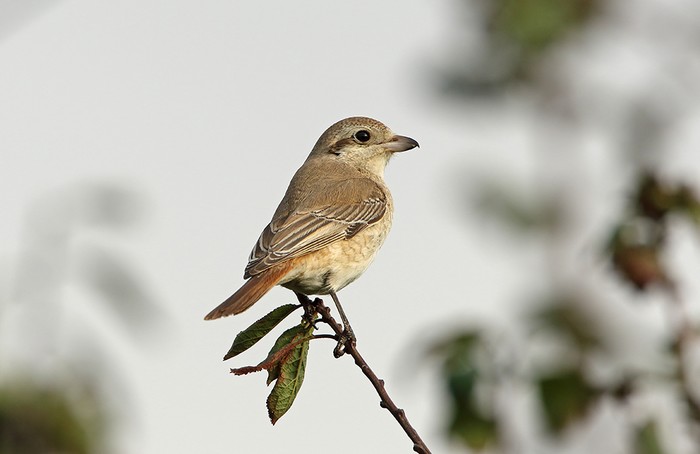Isabelline Shrike