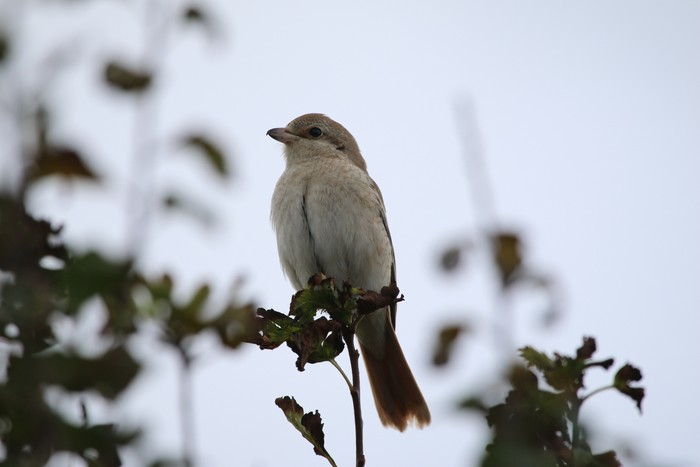 Isabelline Shrike