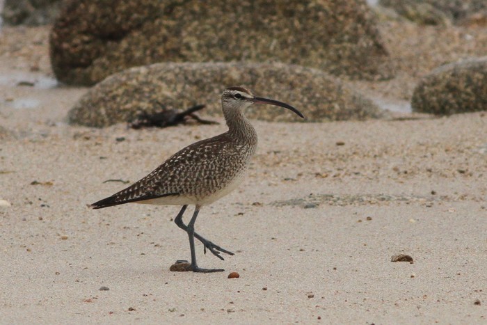 Hudsonian Whimbrel