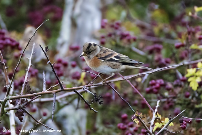 Brambling
