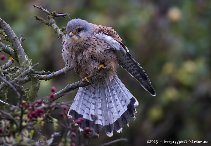 Kestrel