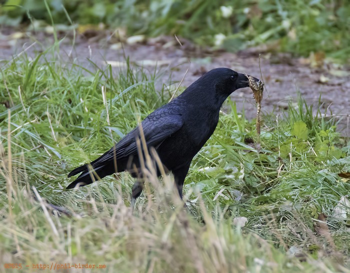 Carrion Crow