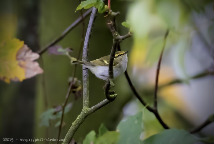 Pallas's Warbler
