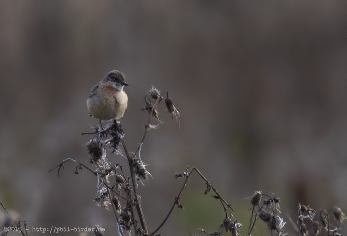 Siberian Stonechat
