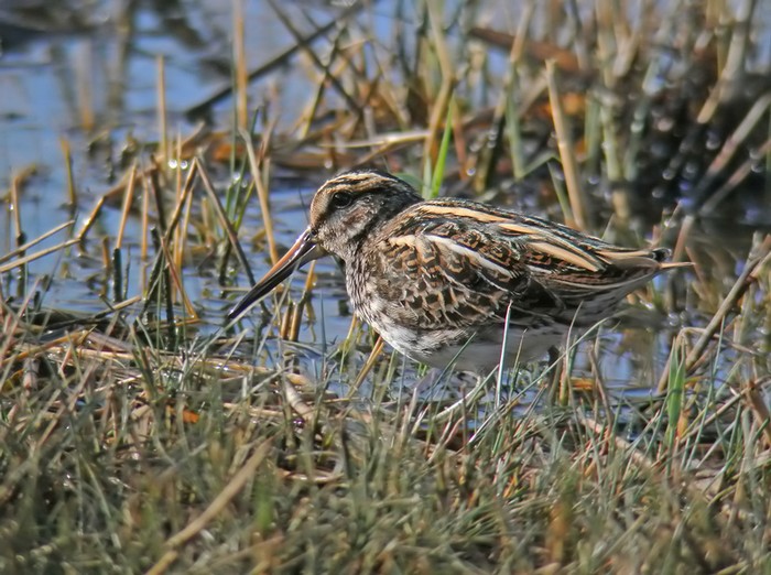 Jack Snipe