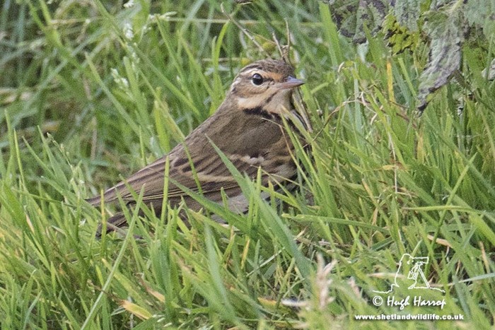 Olive-backed Pipit