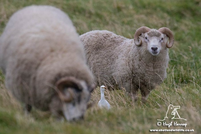 Cattle Egret