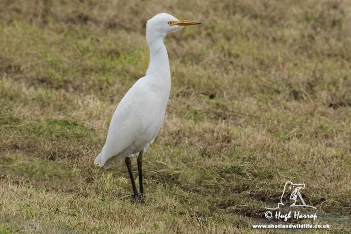 Cattle Egret