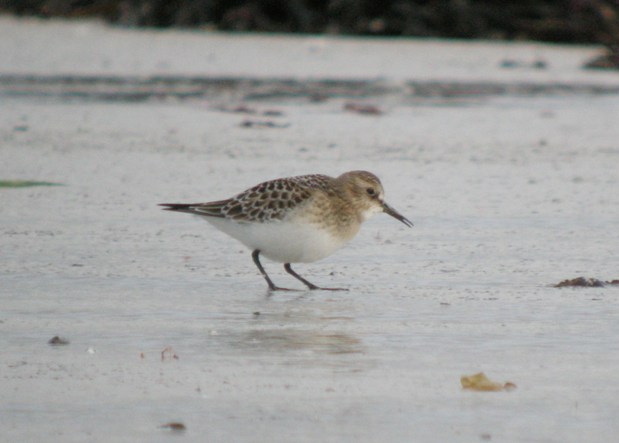 Baird's Sandpiper