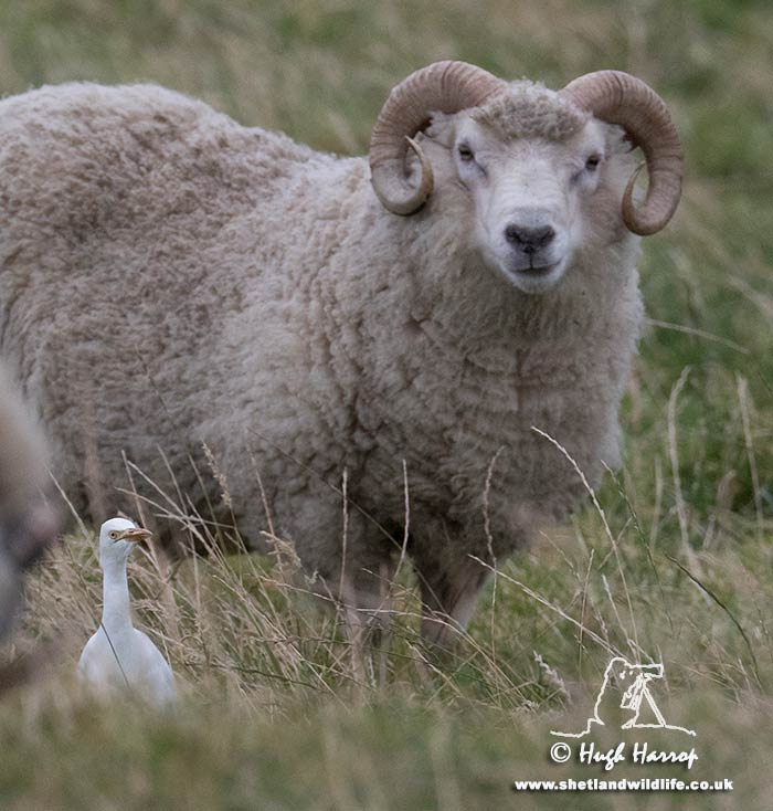 Cattle Egret