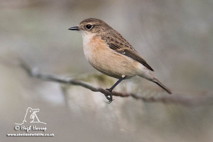 Siberian Stonechat