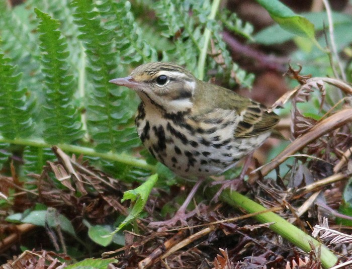 Olive-backed Pipit