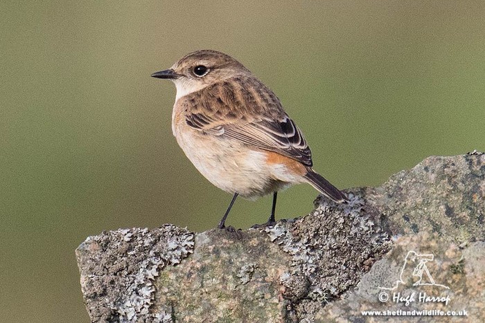 Siberian Stonechat