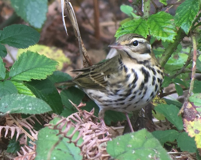 Olive-backed Pipit