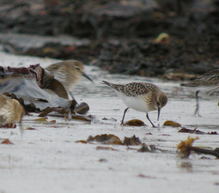 Baird's Sandpiper