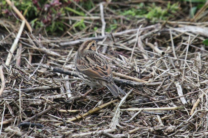 Little Bunting