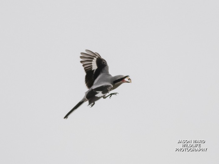 Great Grey Shrike