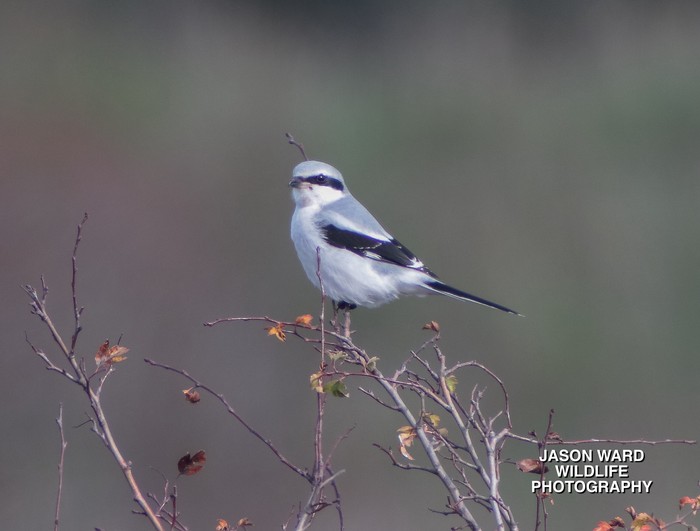 Great Grey Shrike