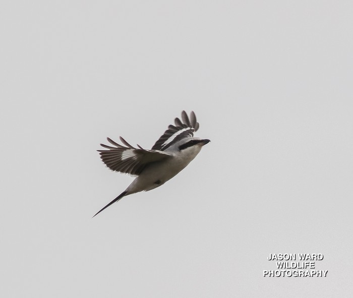 Great Grey Shrike