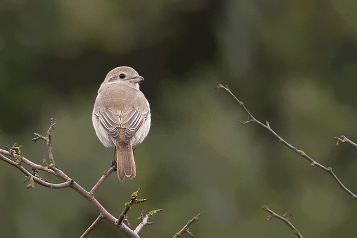 Isabelline Shrike