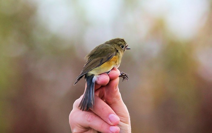 Red-flanked Bluetail