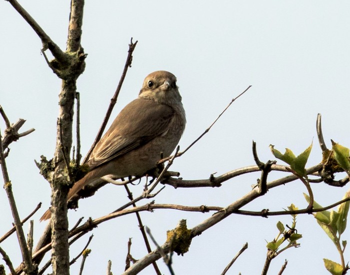 Isabelline Shrike